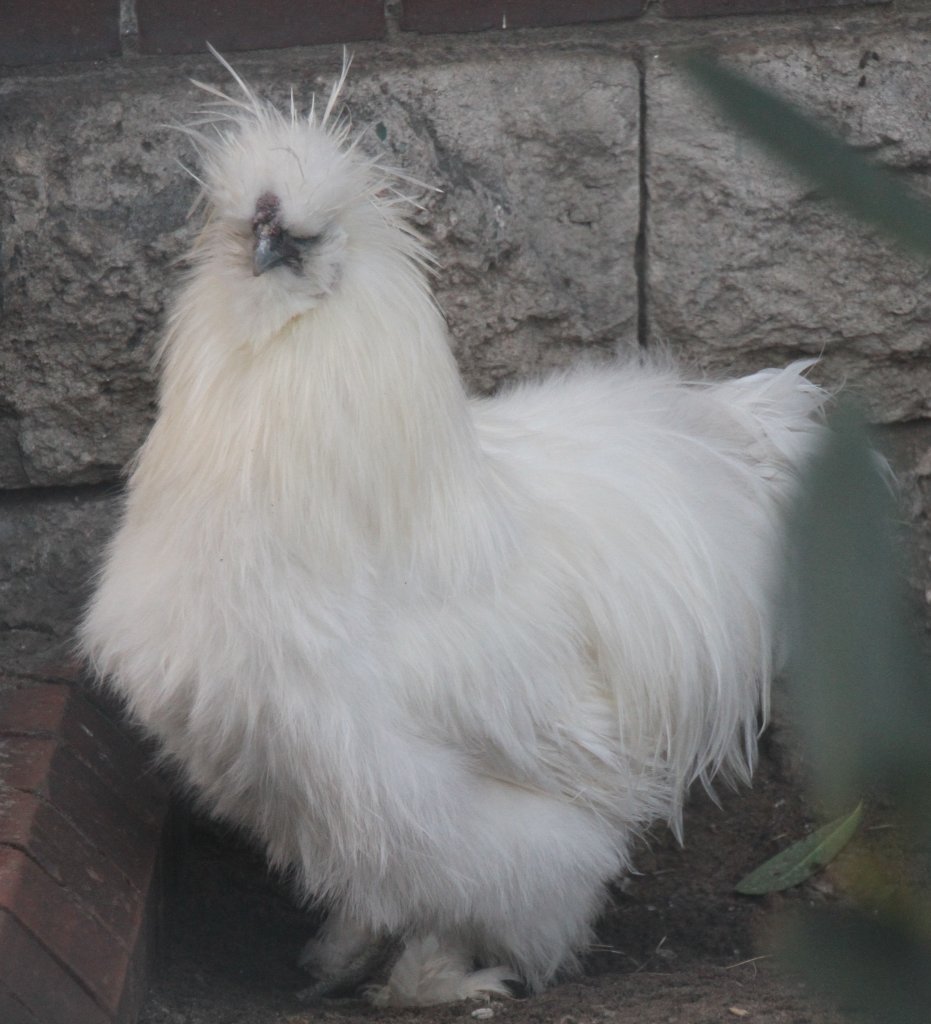 Dieses struppige etwas ist ein Seidenhuhn. Zoo Berlin am 25.2.2010.