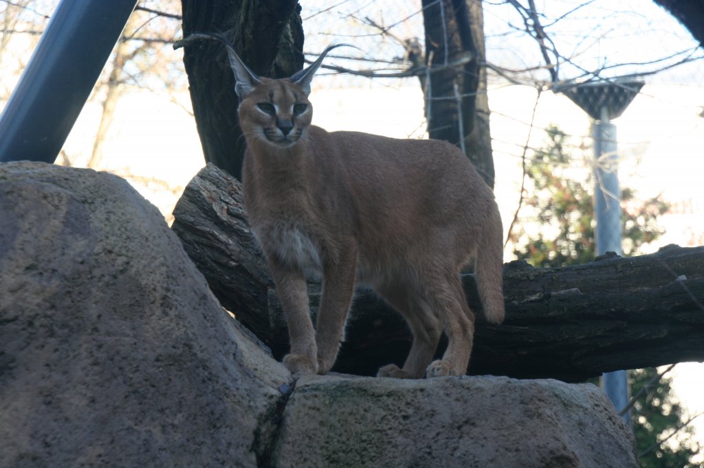 Dieses Tier sieht einem Luchs sehr hnlich, ist aber ein aus Afrika stammender Karakal. Zoo Dresden am 7.12.2009.