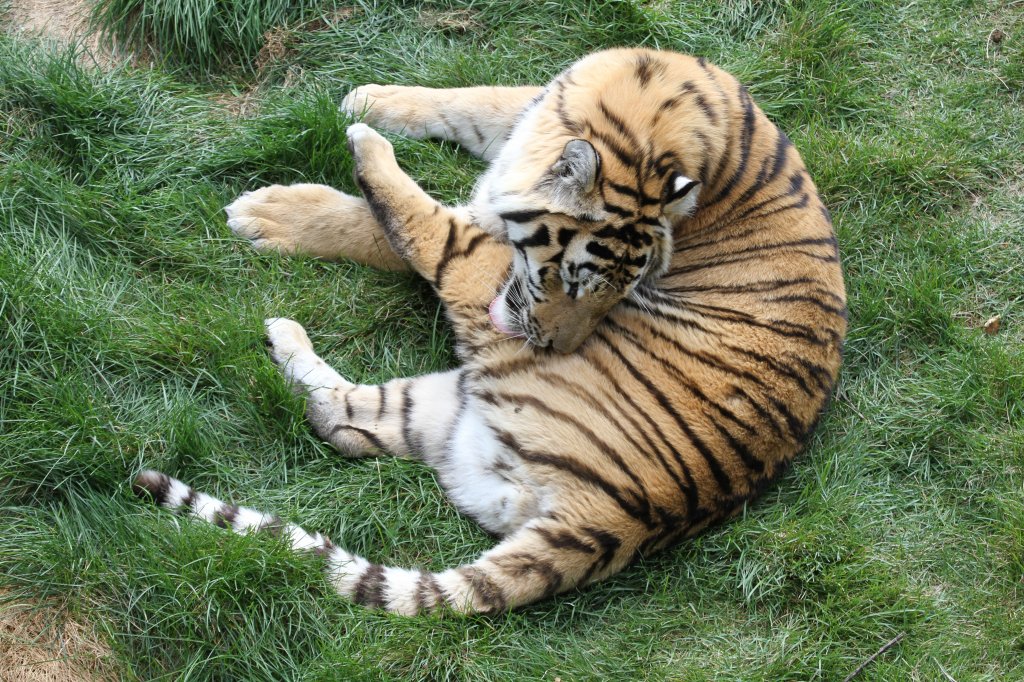 Dieses Verhalen sieht man auch stndig bei unseren Stubentigern. Tiger bei der Fellpflege am 18.9.2010 im Zoo Sauvage de Saint-Flicien,QC.