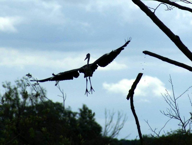 Dieses Zufallsfoto entstand als ich Enten fotografieren wollte.
Der Graureier flog an und setzte sich auf den Ast, dieser war sehr morsch und brach ab. Auf dem Foto ist der fallende Ast zusehen und der Reiher startete durch.