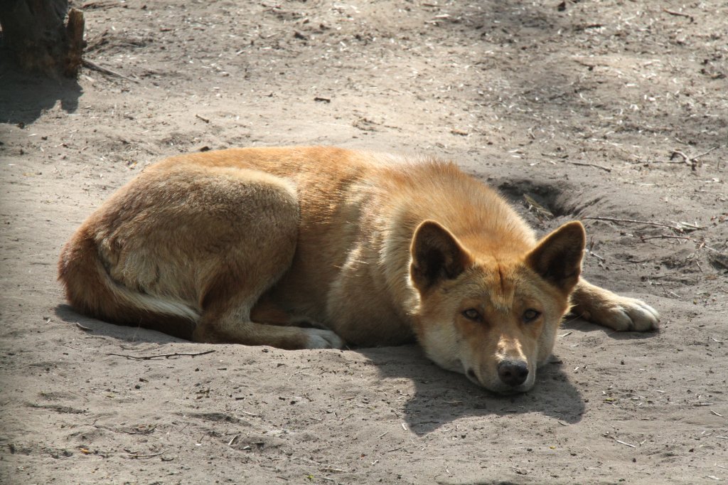 Dingo (Canis lupus dingo) bei einer Siesta am 18.4.2010 im Tierpark Berlin.