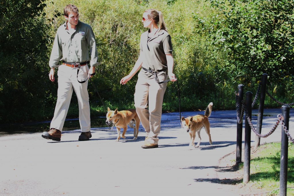 Dingos (Canis lupus dingo) beim Spatziergang an der Leine. Zoo Toronto am 13.9.2010. Es wre interessant zu wissen, ob die Tiere auch Stubenrein sind.