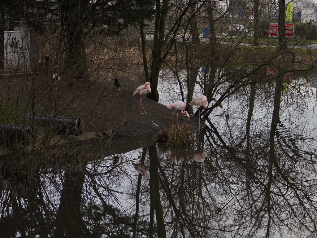 Direkt an der Brcke die die Bahngleise berqueren, die Schnefeld in Brandenburg erbarmungslos in zwei Hlften teilen, befindet sich ein Teich mit Flamingos. Aufnahme vom 24. Januar 2012.