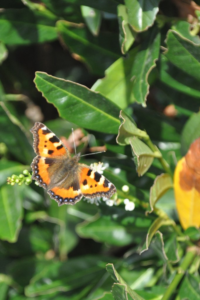 Distelfalter im Garten (RHEINE, Kreis Steinfurt/Deutschland, 17.08.2012)