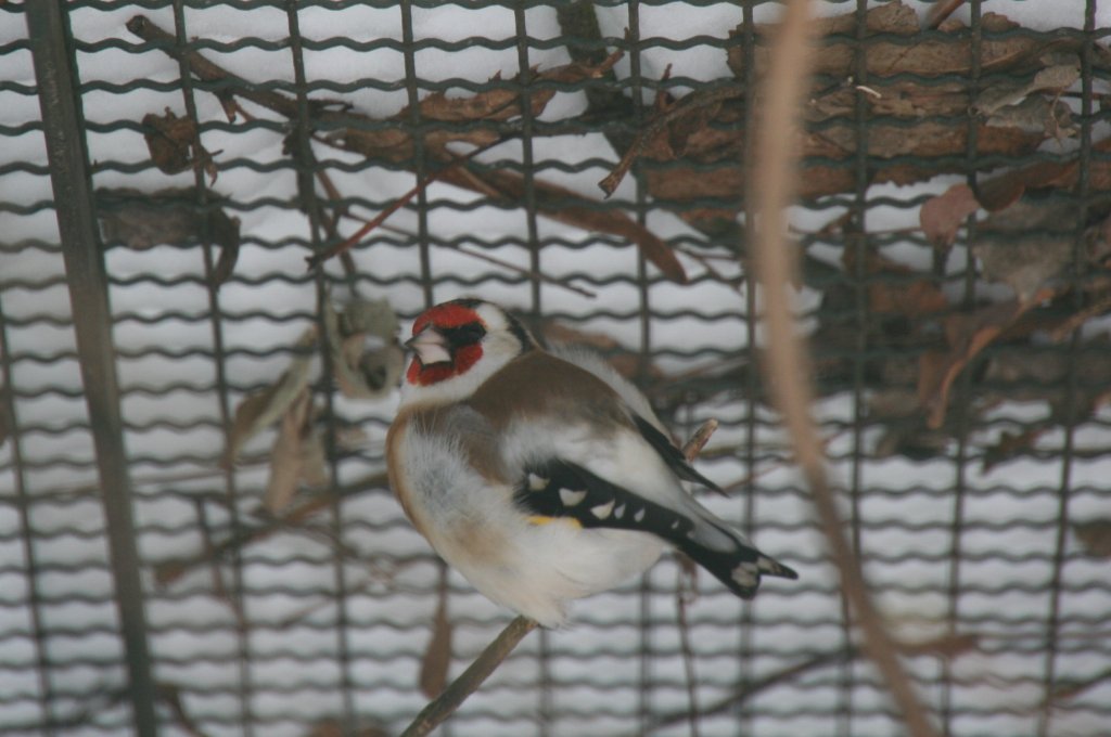 Distelfink oder auch Stieglitz (Carduelis carduelis) am 9.1.2010 im Tierpark Berlin.
	