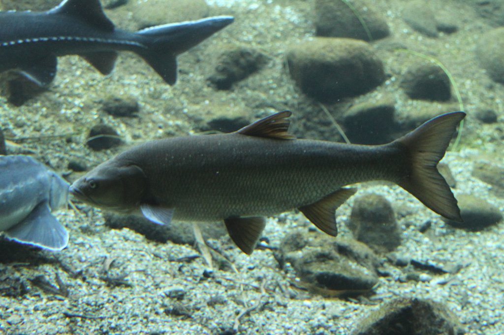 Dbel (Leuciscus cephalus) am 19.3.2010 im Zooaquarium Basel.