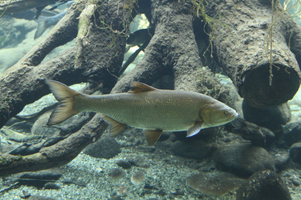 Dbel (Leuciscus cephalus) am 19.3.2010 im Zooaquarium Basel.