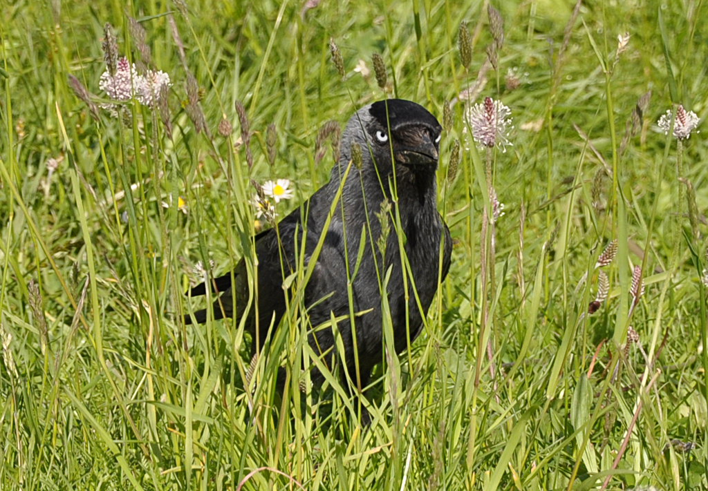 Dohle im Gras einer Rheinuferwiese in Bad Breisig - 28.05.2013