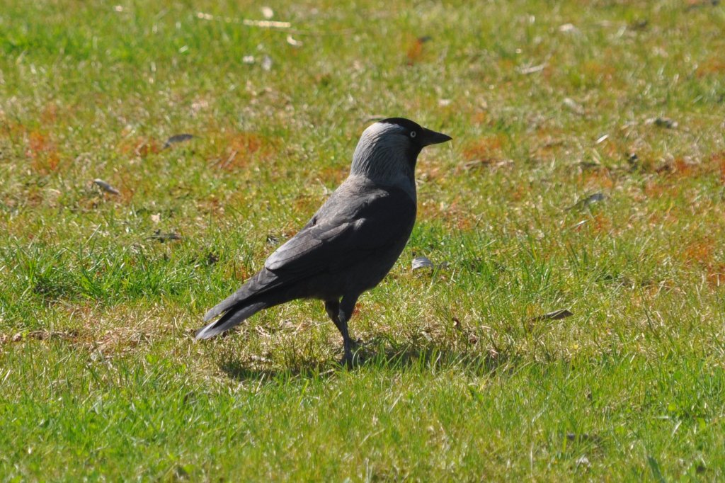 Dohle im Ortsteil Bentlage (RHEINE, Kreis Steinfurt/Deutschland, 11.04.2011)