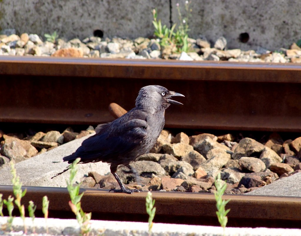 Dohle(Corvus monedula), versucht sich als Streckengeher;110706