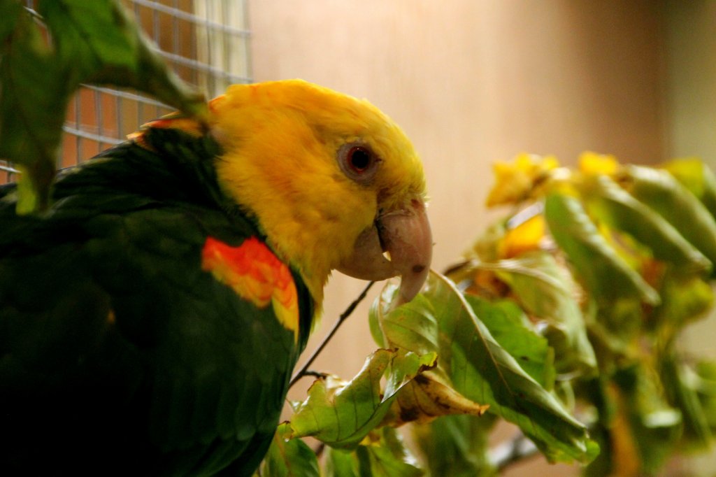 Amazonenpapageien (Amazona) Fotos Tierfotos.eu