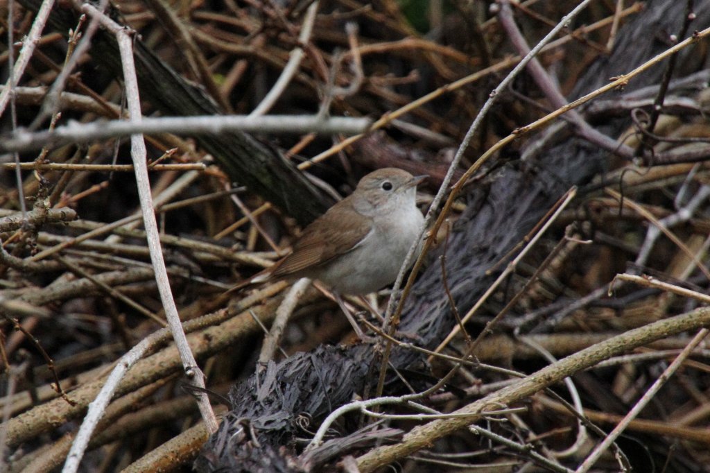 Dorngrasmcke (Sylvia communis) am 1.5.2010 in Bad Sulza.