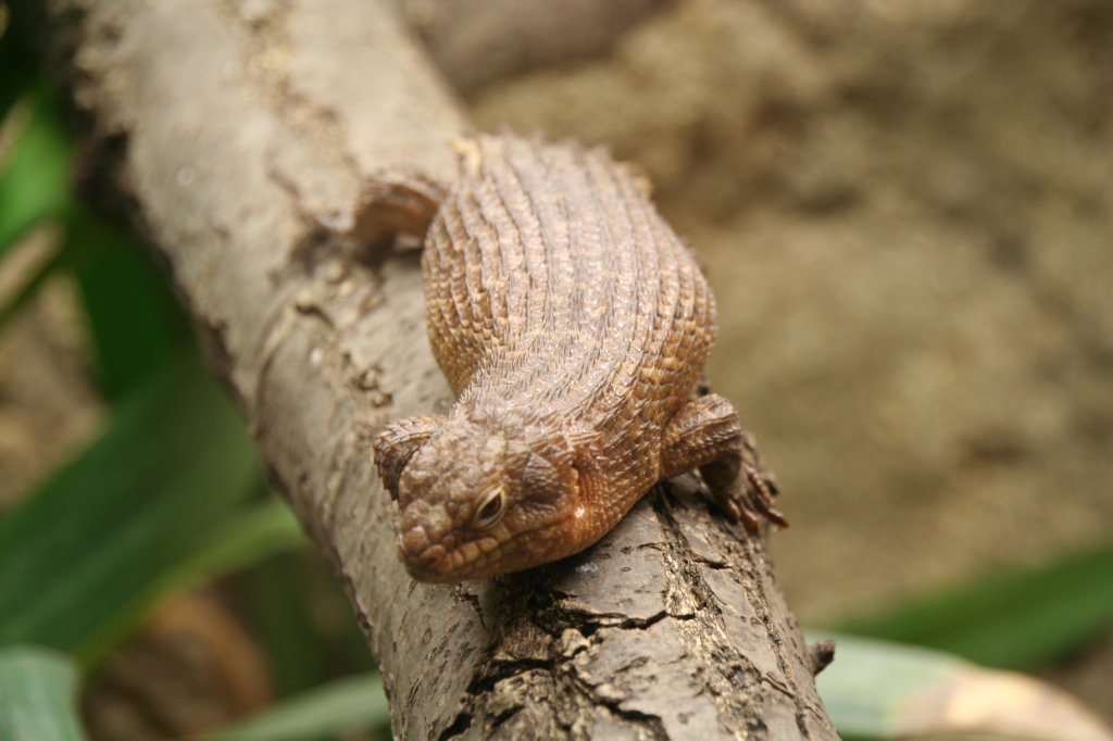 Dornschwanzskink (Egernia stokesii) am 13.12.2009 im Tierpark Berlin.