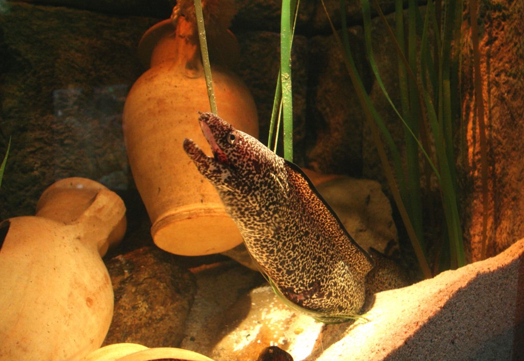 Drachenmurne (Enchelycore pardalis) am 10.1.2010 im Sea Life Berlin.