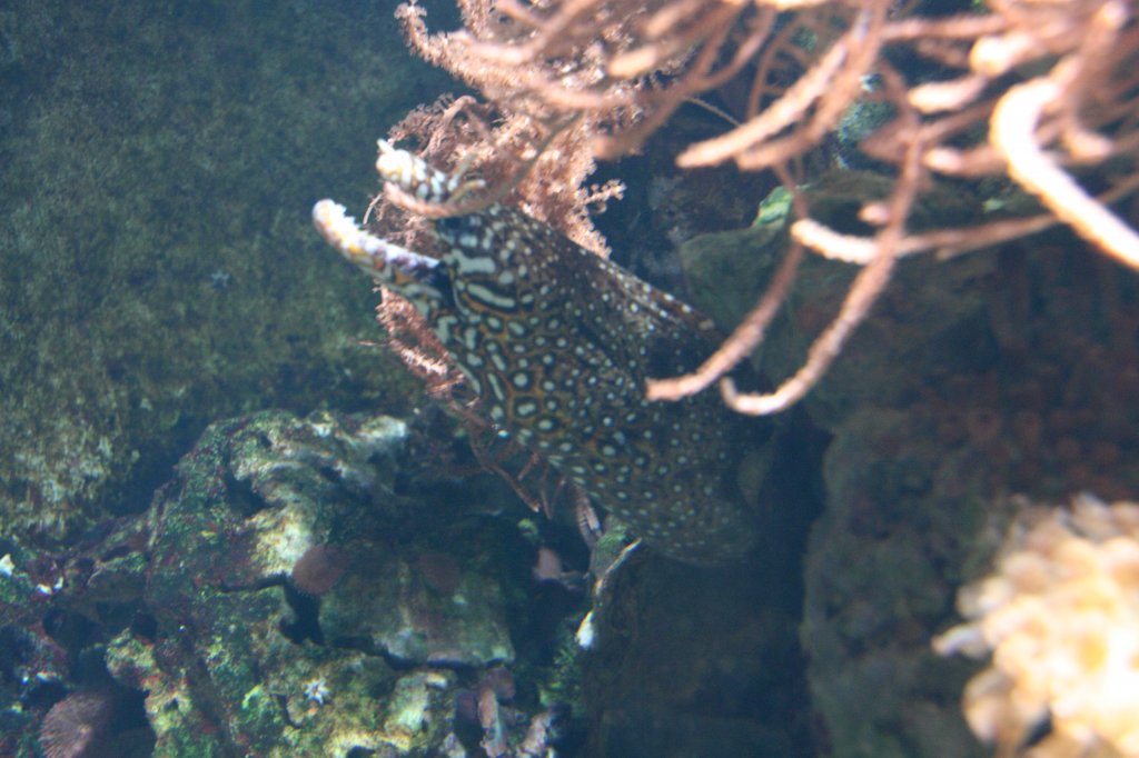 Drachenmurne oder auch Panthermurne (Enchelycore pardalis) am 12.12.2009 im Aquarium des Berliner Zoos.