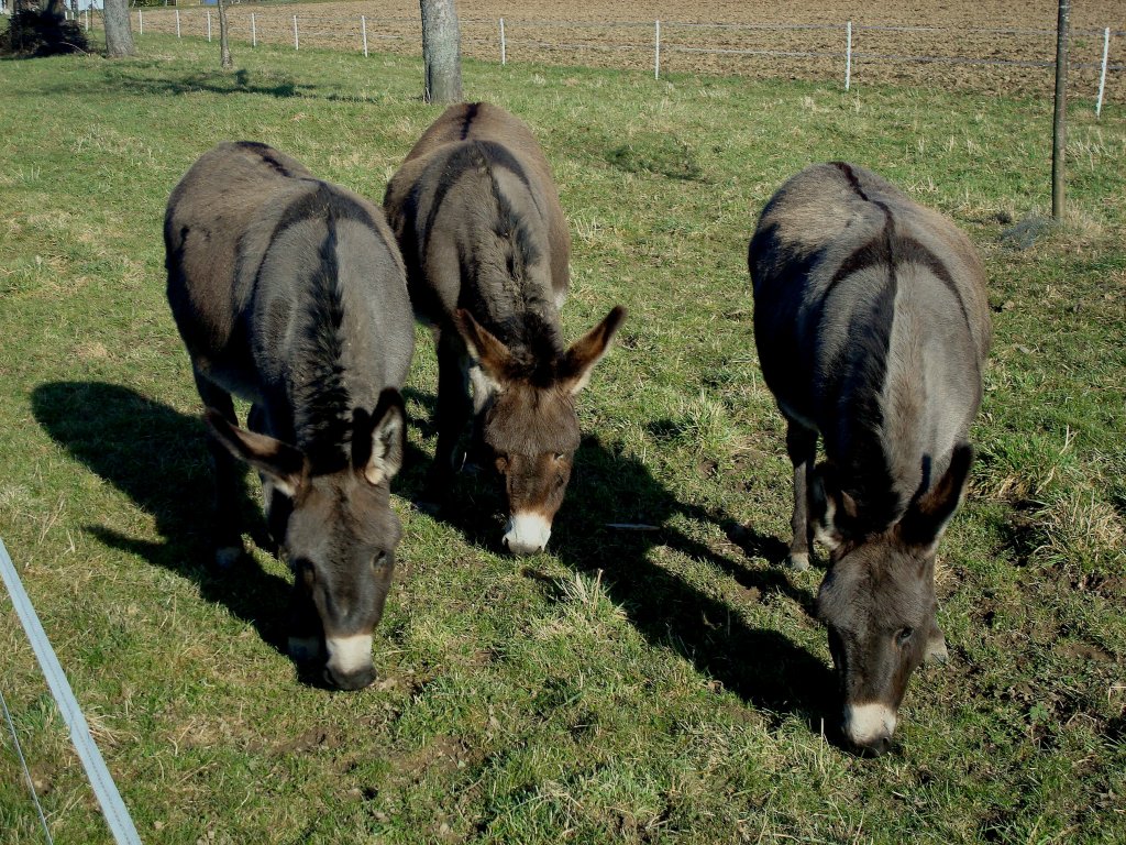 drei Esel beim Grasen, gesehen in der Rheinebene bei Holzhausen, Feb.2010