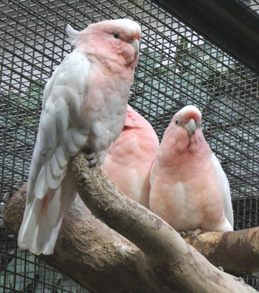 Drei Inka-Kakadu (Cacatua leadbeateri) am 25.2.2010 im Zoo Berlin.