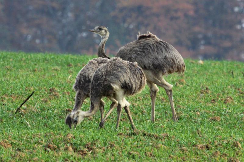 Drei junge Nandus aus einer Brut bei Rieps (NWM), 03.11.2011. Es existiert zur Zeit ein schneeweies Nandu in der Region. Leider habe ich es noch nicht gefunden.