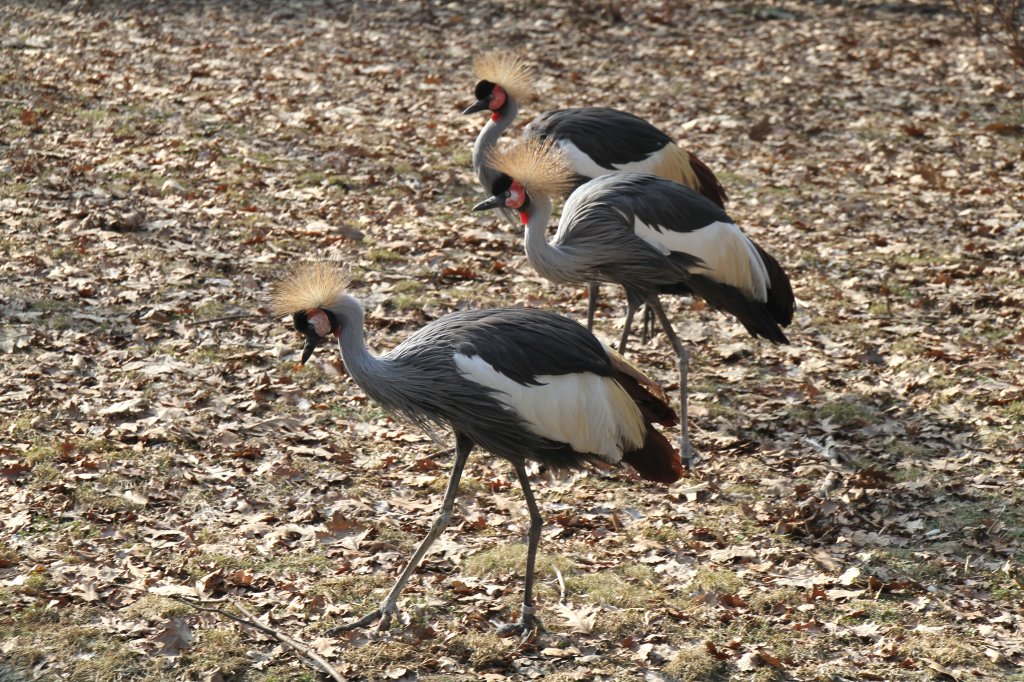 Drei Ostafrikanische Kronenkraniche (Balearica regulorum gibbericeps) am 11.3.2010 im Zoo Berlin.