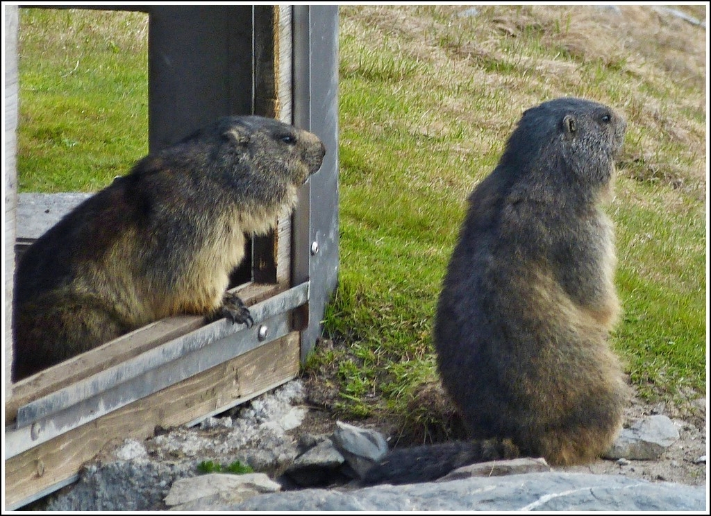 Droht Gefahr? Aufmerksam beobachten die beiden Murmeltiere die Umgebung in ihrem Gehege am Rochers de Naye. 26.05.2012 (Hans)