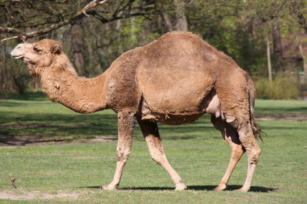 Dromedar (Camelus dromedarius) am 18.4.2010 im Tierpark Berlin.