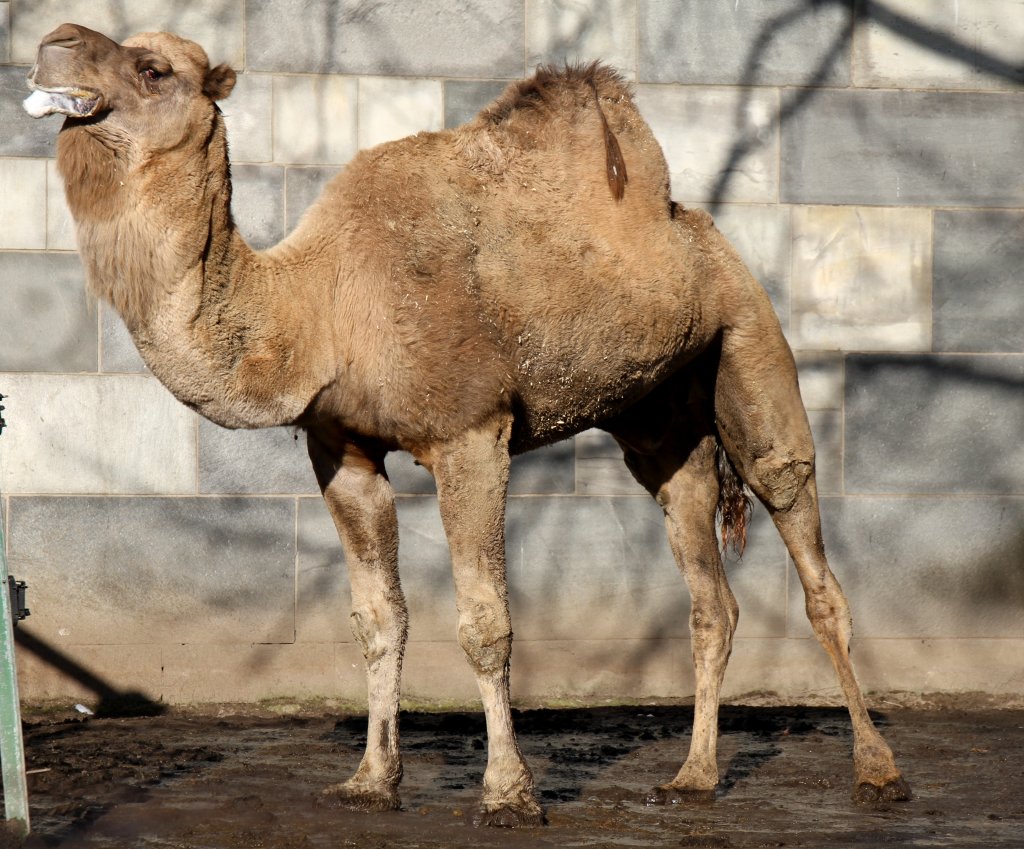 Dromedar (Camelus dromedarius) bei Stretch-bungen. Zoo Berlin am 25.2.2010.