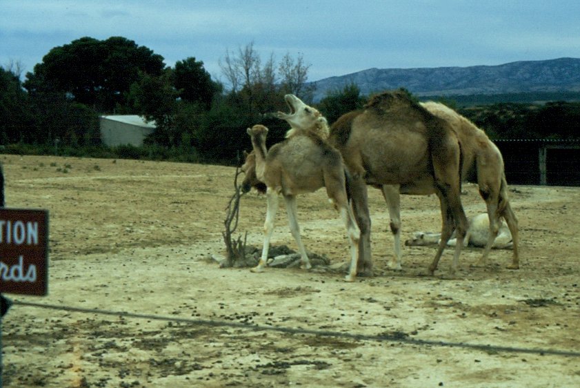 Dromedare in der Rserve Africaine de Sigean in Sdfrankreich im Juli 1988