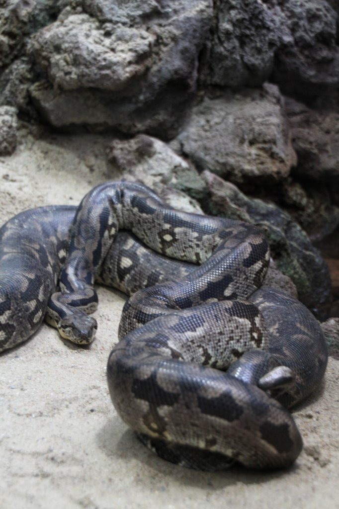 Dumeril´s Madagaskarboa (Acrantophis dumerili) am 12.3.2010 im Zooaquarium Berlin.