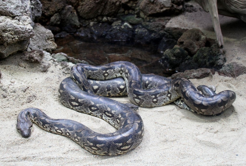 Dumeril´s Madagaskarboa (Acrantophis dumerili) am 12.3.2010 im Zooaquarium Berlin.