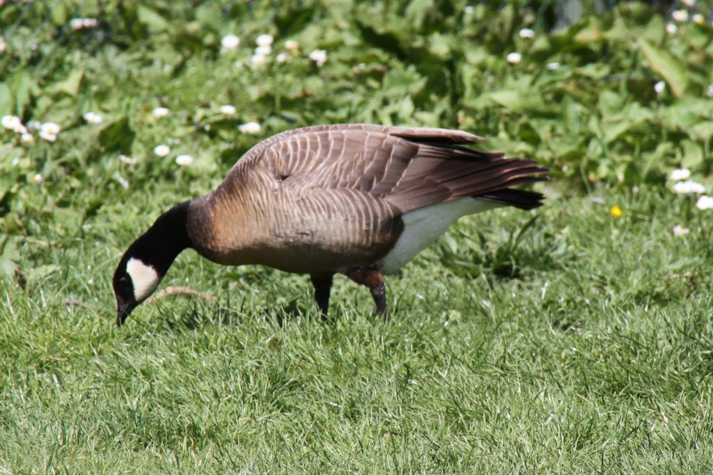 Dunkle Kanadagans (Branta canadensis occidentalis) am 26.4.2010 im Vogelpark Karlsdorf-Neuthard.