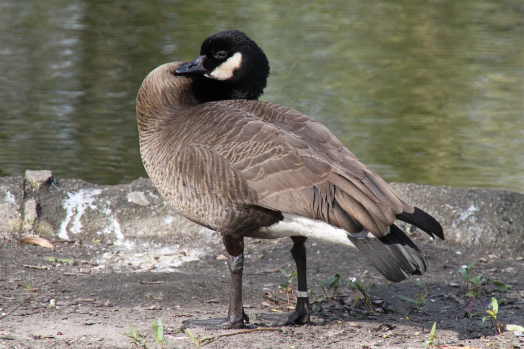 Dunkle Kanadagans (Branta canadensis occidentalis) im Tierpark Berlin.