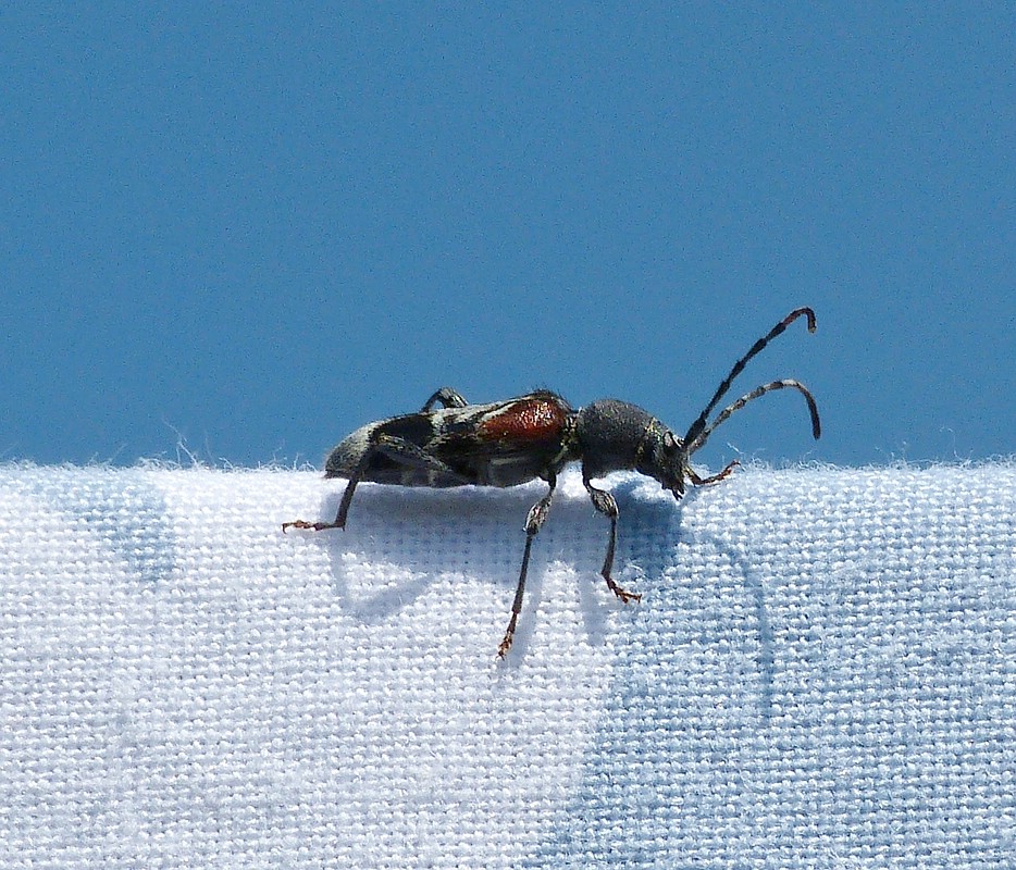 Dunkle Zierbock oder Geheimnisvolle Zierbock (Anaglyptus mysticus) auf unserer Wsche im Garten.   07.06.2013