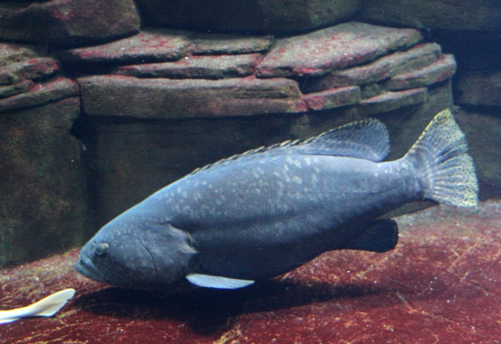 Dunkler Riesenzackenbarsch (Epinephelus lanceolatus) am 12.3.2010 im Zooaquarium Berlin.