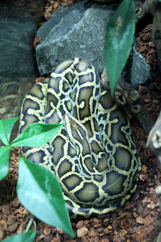 Dunkler Tigerpython (Python bivittatus) am 12.3.2010 im Zooaquarium Berlin.