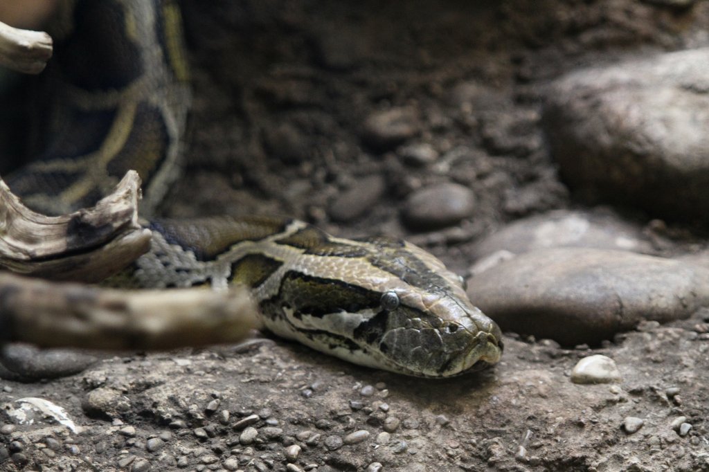 Dunkler Tigerpython (Python molurus bivittatus) am 19.3.2010 im Zoo Basel.