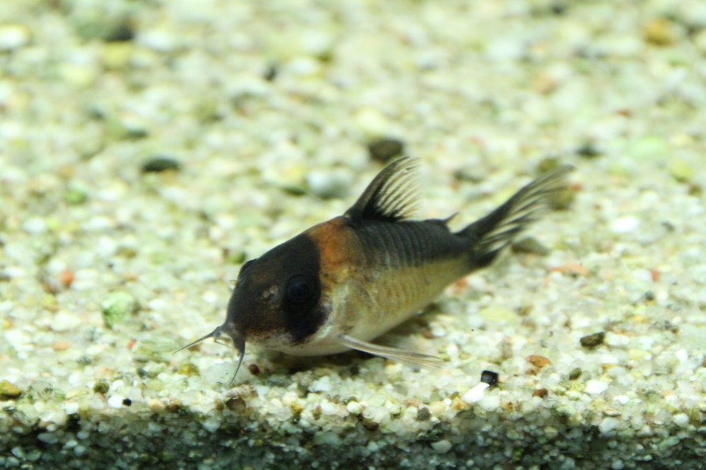 Duplikat-Panzerwels (Corydoras duplicareus) am 9.2.2010 im Vivarium Karlsruhe.
