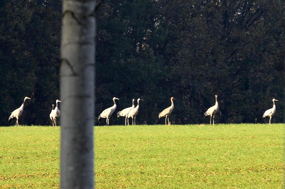 Durch das Dickicht konnte ich mich unbemerkt bis an eine grer Population Kraniche nhern. Doch eine locker Baumplantage bot mir statt Schutz eher ein greres Fotohindernis; 17.11.2011