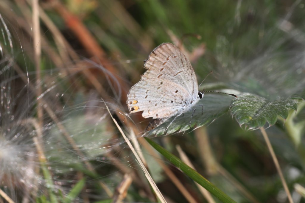 Eastern Tailed-blue (Cupido comyntas syn. Everes comyntas) am 26.9.2010 in der Second Marsh in Oshawa,Ont.