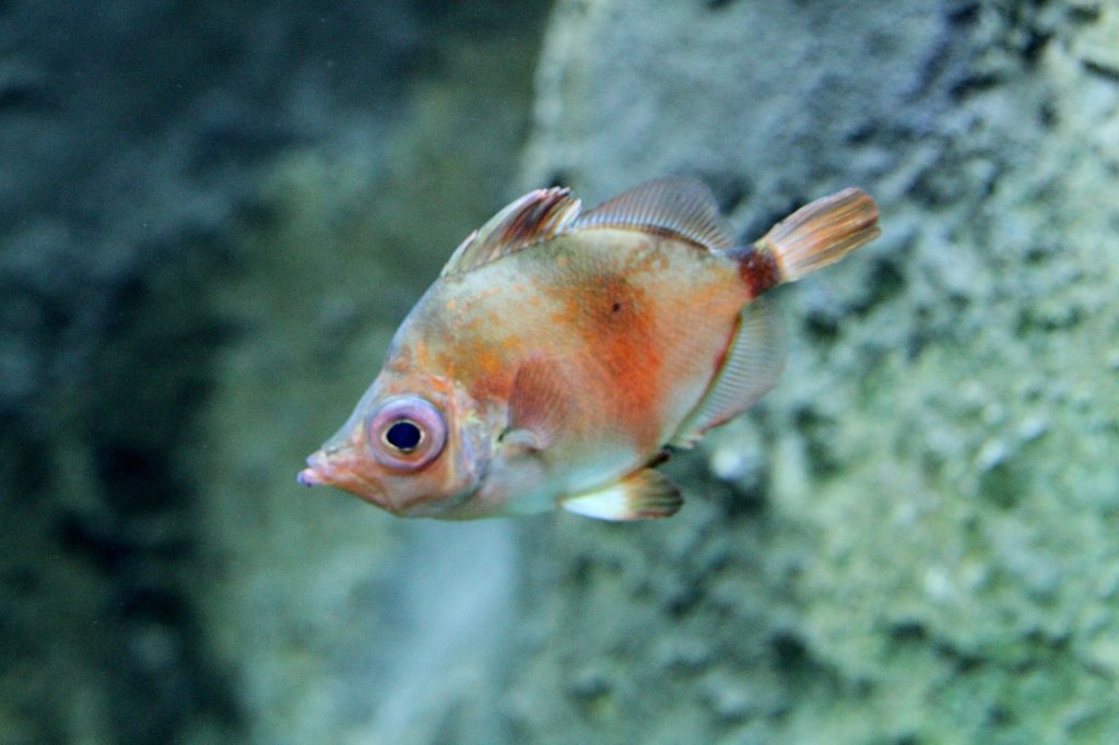 Eberfisch (Capros aper) am 12.3.2010 im Zooaquarium Berlin.