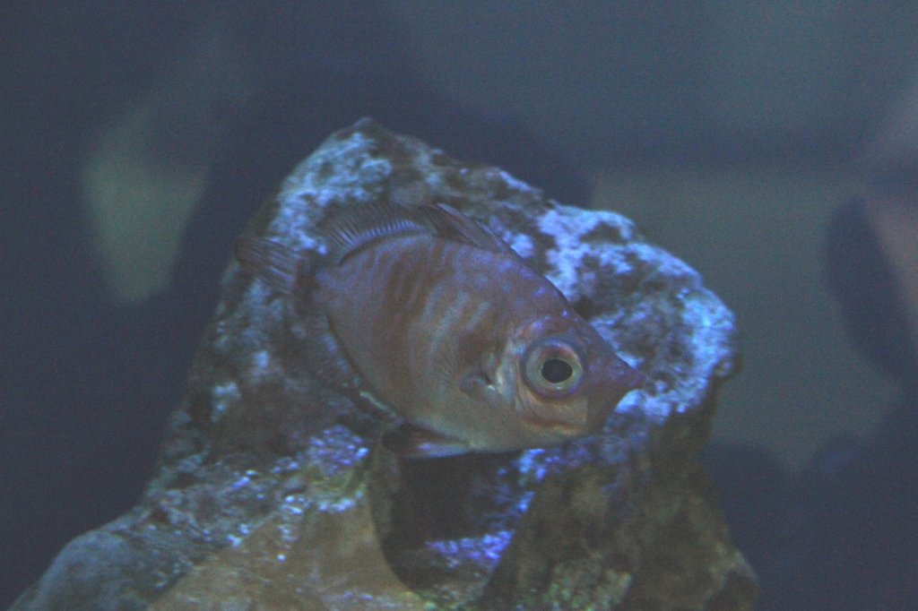 Eberfisch (Capros aper) am 9.2.2010 im Vivarium Karlsruhe.