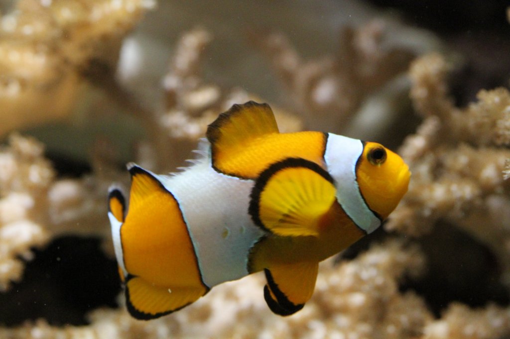 Echter Clownfisch (Amphiprion percula) am 9.2.2010 im Vivarium Karlsruhe.