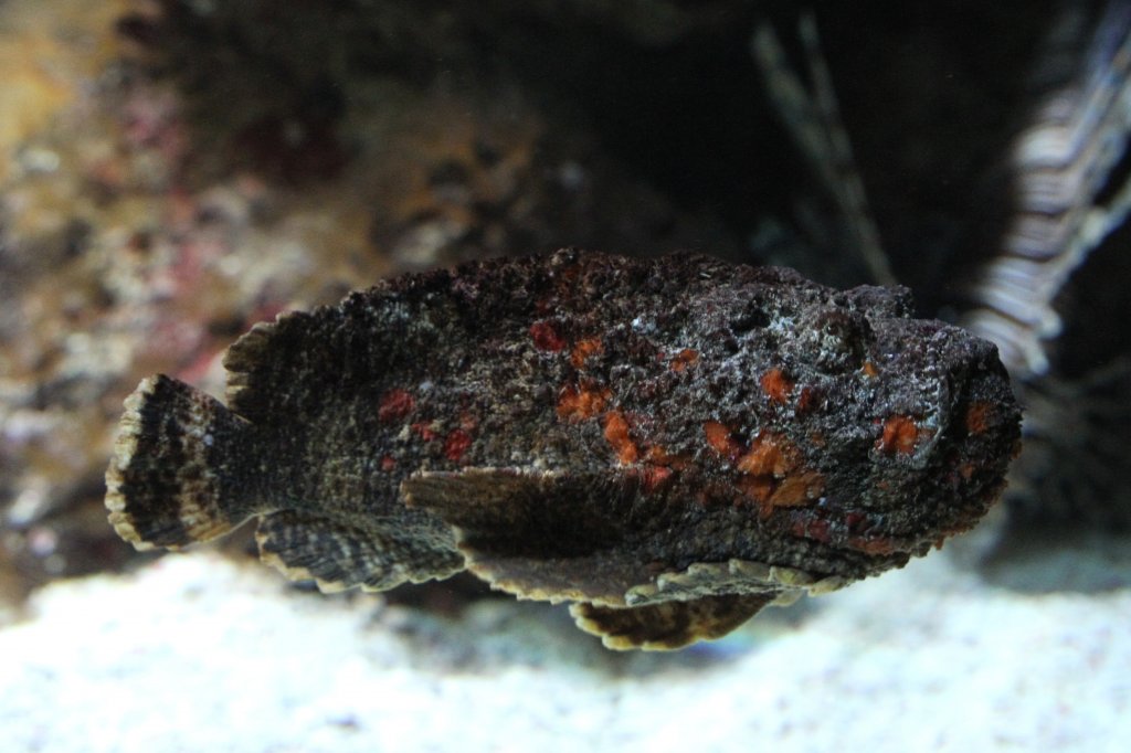 Echter Steinfisch (Synanceia verrucosa) beim Freischwimmen am 19.3.2010 im Zooaquarium Basel.