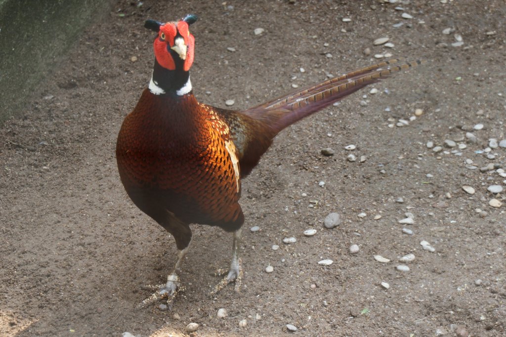 Edelfasan (Phasianus colchicus) am 14.4.2010 im Vogelpark Dielheim-Balzfeld.