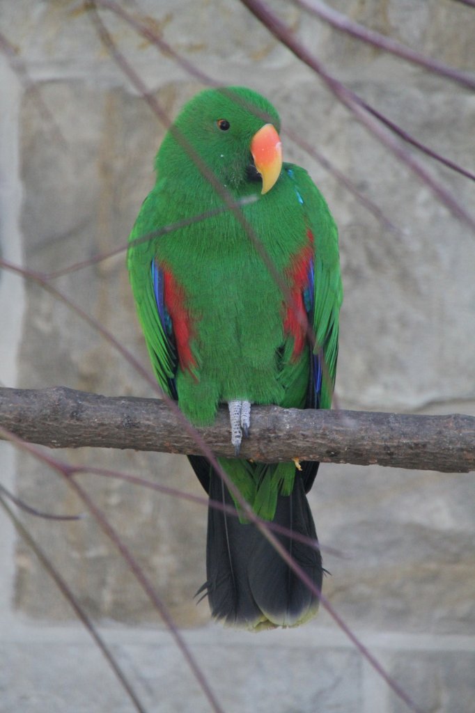 Edelpapagei (Eclectus roratus) am 18.4.2010 im Tierpark Berlin.