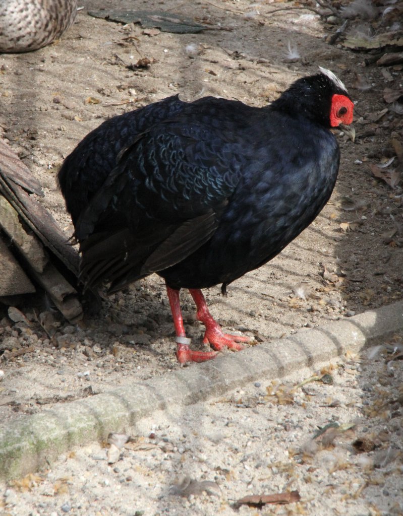 Edwardsfasan (Lophura edwardsi) am 18.3.2010 in der Orangerie in Strasbourg.
	