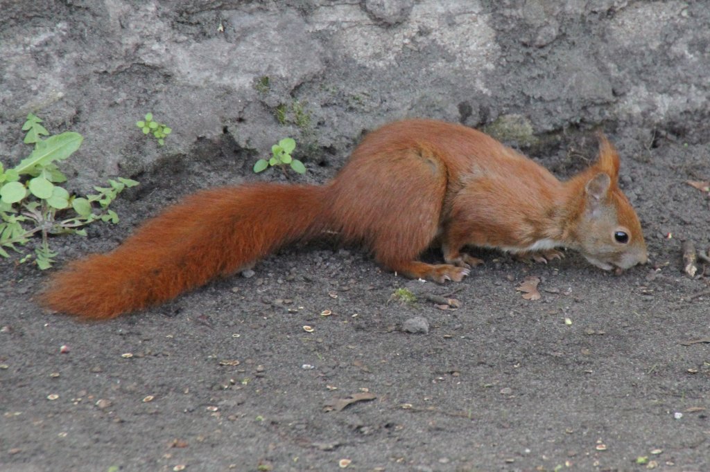 Eichhrnchen (Sciurus vulgaris) im Tierpark Berlin.