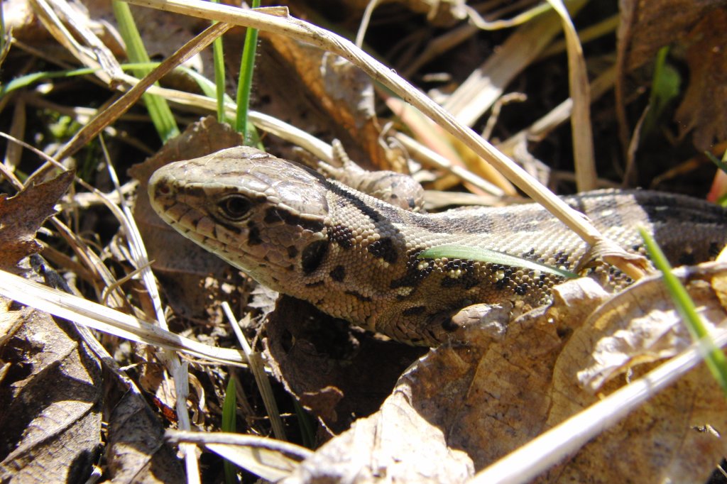 Eidechse an einem Waldweg beim Steinbruch Rauhberg (Burgpreppach)gesehen am 17.4.2010