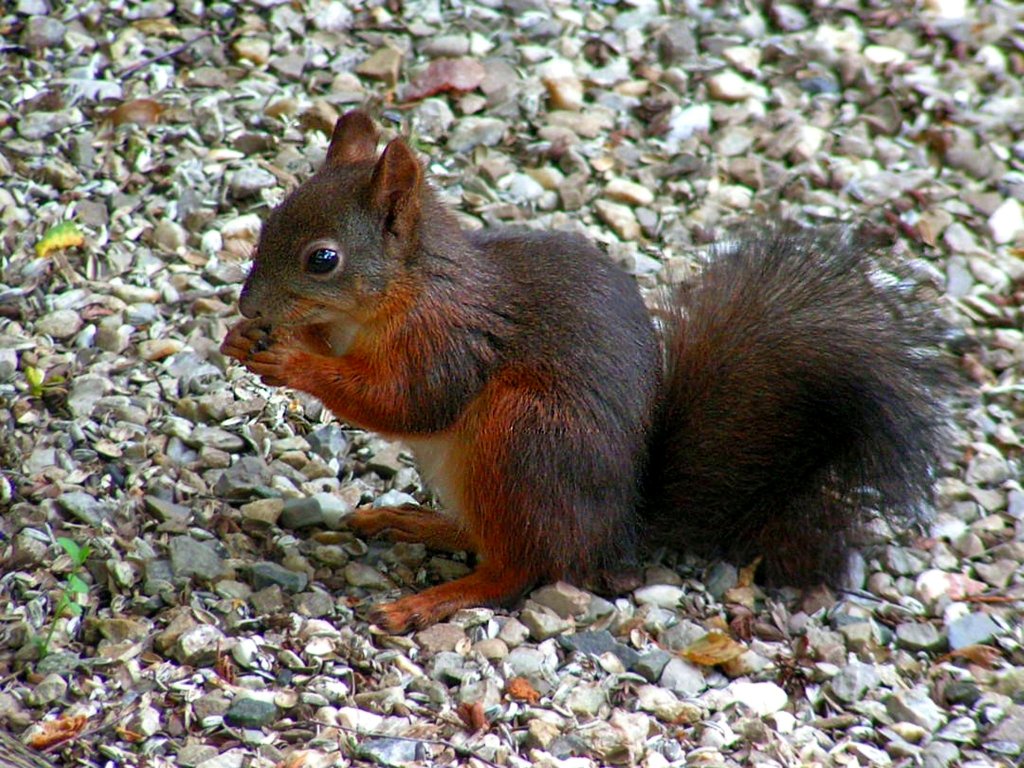 Eigentlich hat das  Friedhofs-Eichhrnchen  keine Scheu, aber wenn Leute umherrufen  j schau a´ Eichkatzerl, oder dgl.  dann nimmt es Reiaus;050702