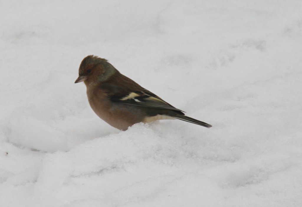 Ein ♂ Buchfink (Fringilla coelebs) durchsucht den Schnee nach briggebliebenen Brotkrumen. Altenheim am 12.2.2010.
