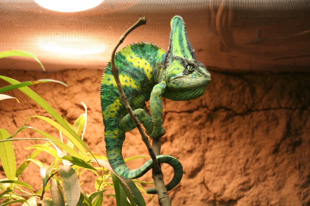 Ein ♂ Jemenchamleon (Chamaeleo calyptratus), hat sich den hchsten Ast asugesucht. Tierpark Berlin am 13.12.2009.